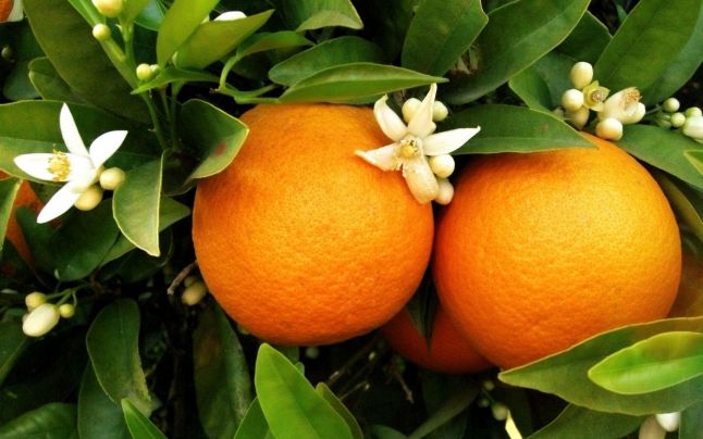 citrice mango herbalife